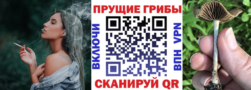 мориарти какой сайт  Невель  Галлюциногенные грибы Psilocybine cubensis 